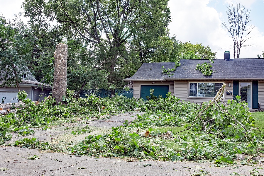 What To Do If a Tree Falls on Your House